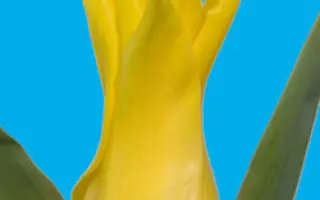 Seattle / Сэаттлэ