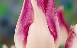 Sedalia / Сэдалиа