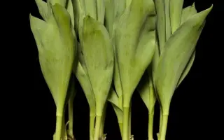 Serket / Сэркэт