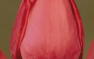 Sevilla / Сэвилла