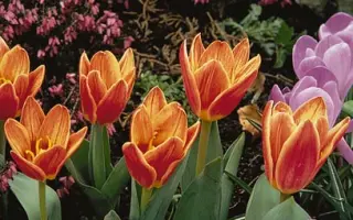 Shakespeare / Шакэспэарэ