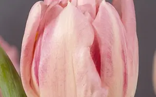 Shannon / Шаннон