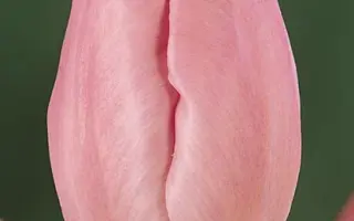 Sherwood Gardens / Шэрwоод Гардэнс