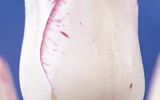 Shirley / Ширлэь