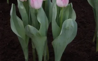 Showbizz / Шоwбизз