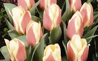 Showtime / Шоwтимэ