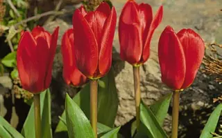 Showwinner / Шоwwиннэр