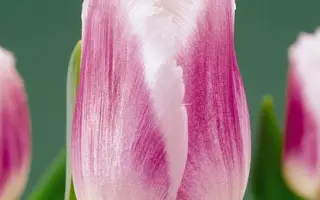 SiГ«sta / СиГ«ста