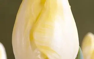 Silent Peace / Силэнт Пэацэ