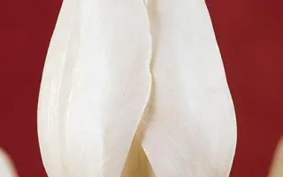 Silentia / Силэнтиа