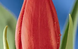 Silvano / Силвано