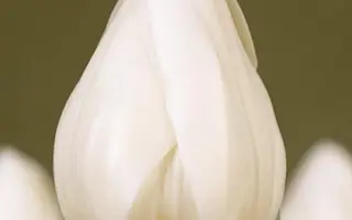 Silver Dollar / Силвэр Доллар