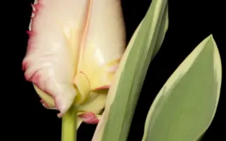 Silver Parrot Design / Силвэр Паррот Дэсигн