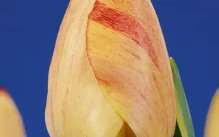 Silverstream / Силвэрстрэам