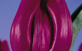 Singapore / Сингапорэ