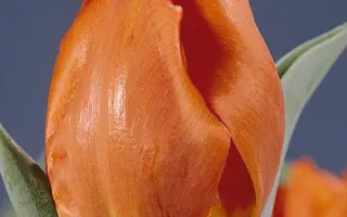 Sint Maarten / Синт Маартэн