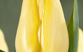 Sint Pancras / Синт Панцрас