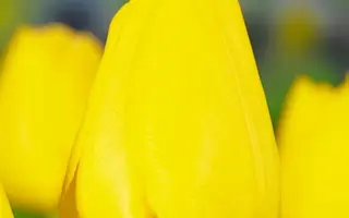 Skyline / Скьлинэ