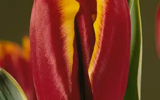 Slim Whitman / Слим Whитман