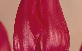 Smiling Face / Смилинг Фацэ