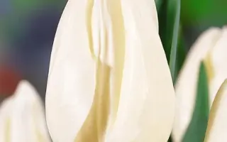 Snow Lady / Сноw Ладь