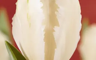 Snow Parrot / Сноw Паррот