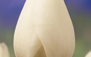 Snowflake / Сноwфлакэ