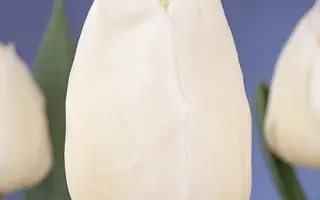 Snowstar / Сноwстар