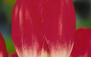 Soestdijk / Соэстдийк