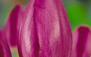 Sogetsu / Согэтсу