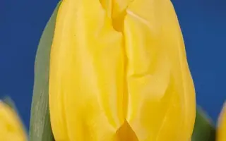 Solair / Солаир