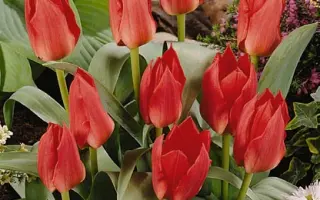 Sombrero / Сомбрэро