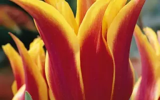 Sonnet / Соннэт