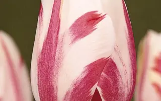 Sorbet / Сорбэт