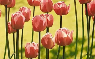 Spalding / Спалдинг