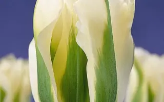 Spring Green / Спринг Грээн