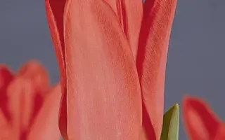 Spring Pearl / Спринг Пэарл