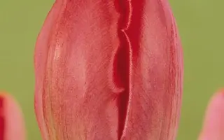 Spring Song / Спринг Сонг