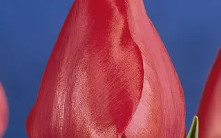 Spryng / Спрьнг