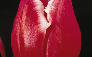 Starfighter / Старфигhтэр