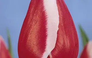 Stargazer / Старгазэр