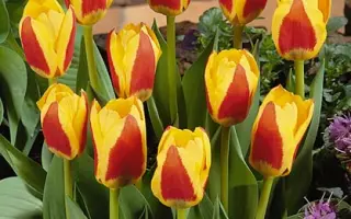 Stresa / Стрэса