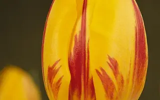 Striped Bellona / Стрипэд Бэллона