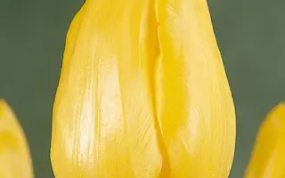 Strong Gold / Стронг Голд