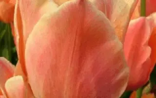 Stunning Apricot / Стуннинг Априцот