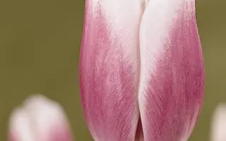 Success / Суццэсс