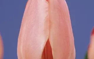 Sugar Love / Сугар Ловэ