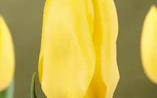 Summit / Суммит