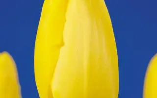 Sun Child / Сун Чилд