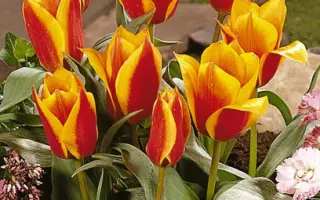 Sun Dance / Сун Данцэ